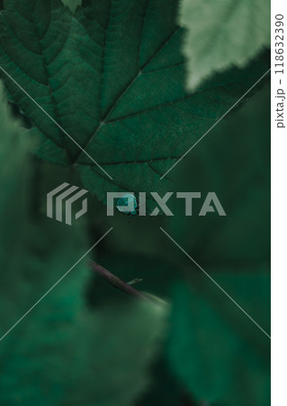 Dark large grass leaves nearby. Dried grass. Low contrast. Grass background 118632390