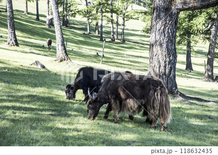 A Mongolian yak in the summer pasture. 118632435