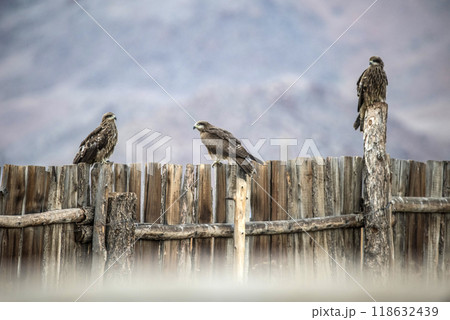 Eagle Sitting on the Ground Eagle Sitting on the Ground 118632439