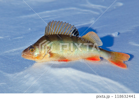 Big fish perch on blue ice . 118632441