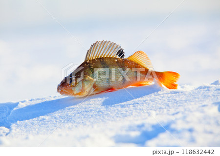 Big fish perch on blue ice . 118632442