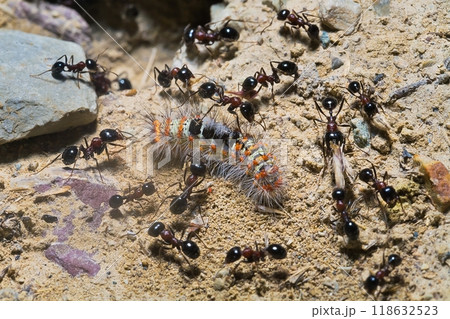 a crowd of ants working together to carry a caterpillar 118632523