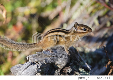 Small beautiful chipmunk in the forest on a tree Small beautiful chipmunk in the forest on a tree 118632541