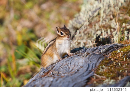 Small beautiful chipmunk in the forest on a tree 118632543