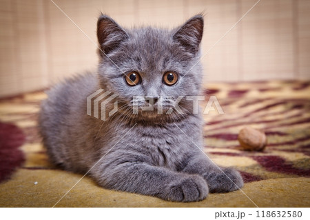 Blue grey British Kitten in home 118632580