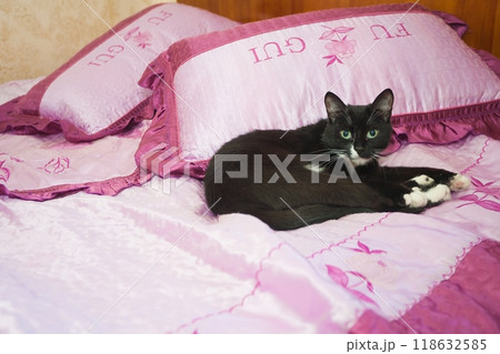 Beautiful cat in home interrior Beautiful cat in home interrior 118632585