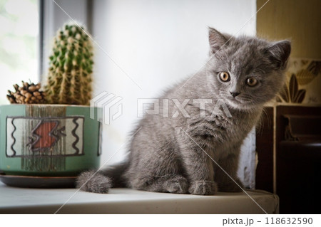 Blue grey British Kitten in home Blue grey British Kitten in home 118632590