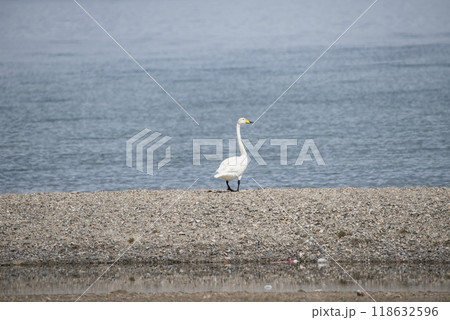 White geese on a green meadow near the lake in summer. 118632596