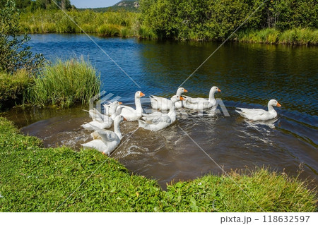 White geese on a green meadow near the lake in summer. 118632597