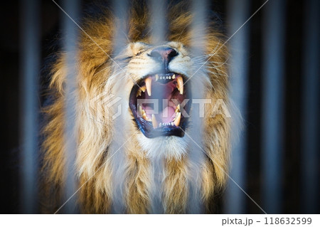 Big Lion at the Zoo Big Lion at the Zoo 118632599
