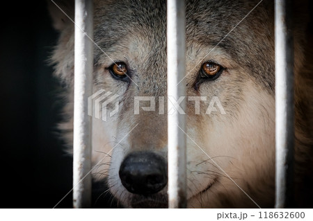 Big Wolf at the Zoo 118632600
