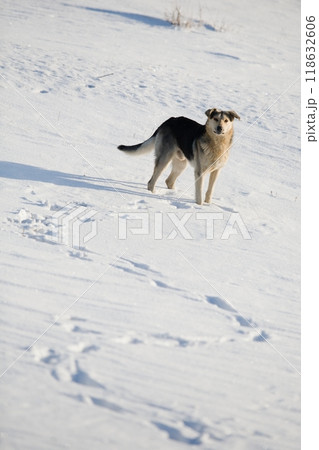 Closeup stray dog with sad eyes looking at something,homeless dog. 118632606