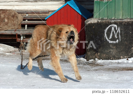 Aggressive dog barks, baring teeth. Dangerous Angry Dog. 118632611