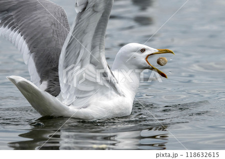 Seagull in summer on the beach Seagull in summer on the beach 118632615