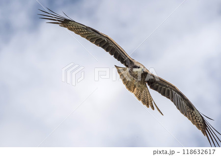 An eagle flies in the sky in the mountains An eagle flies in the sky in the mountains 118632617