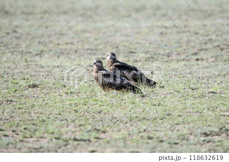 Eagle Sitting on the Ground Eagle Sitting on the Ground 118632619