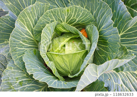 Green ripe sick cabbage in field 118632633