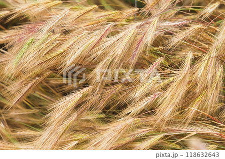 Gold fields of wheat at the end of summer fully ripe. 118632643