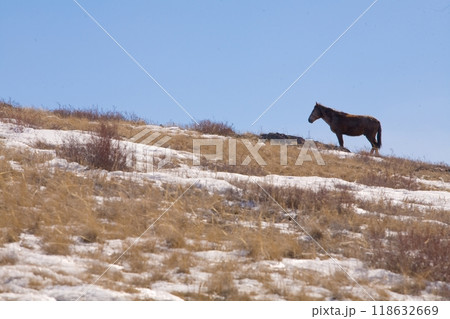 A beautiful horse in nature landscape. 118632669
