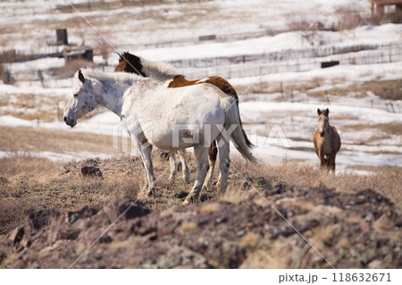 A beautiful horses eats hay in a winter scenery. A horse eats hay 118632671