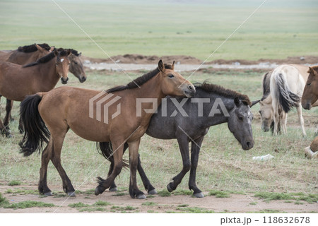 A beautiful Mongolian horses in steppe nature landscape. A beautiful Mongolian horses in steppe nature landscape. 118632678