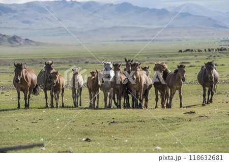 A beautiful Mongolian horses in steppe nature landscape. 118632681