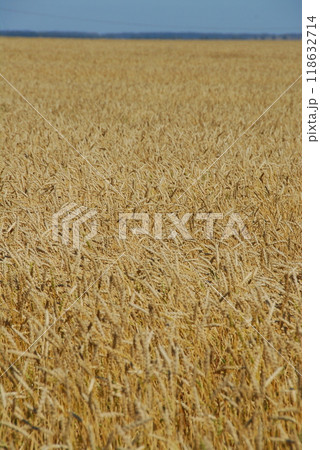 A field of ripe yellow wheat. Harvesting 118632714