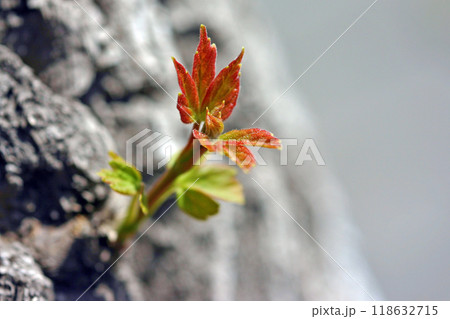 A fresh and bright sprout appearing in nature. Symbolizes renewal. growth. and new beginnings. Represents hope.resilience.and the promise of a new season. 118632715