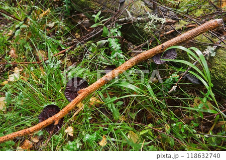 Blocked wild mushrooms on a green meadow Blocked wild mushrooms on a green meadow 118632740