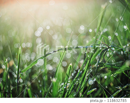 草についた朝の雫の水滴　レンズフレア 118632785