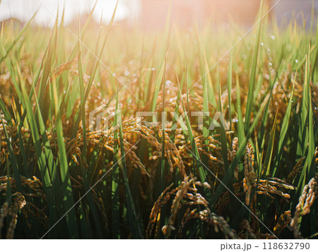 米の稲穂が実る朝の田んぼ　農業　レンズフレア 118632790