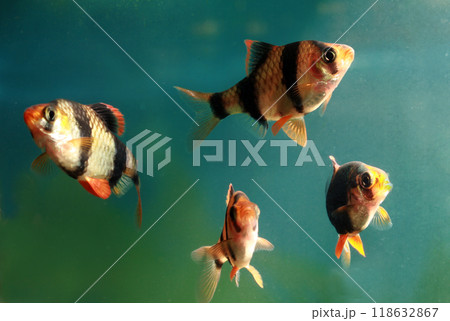 Beautiful small aquarium fish underwater. Beautiful small aquarium fish underwater. 118632867