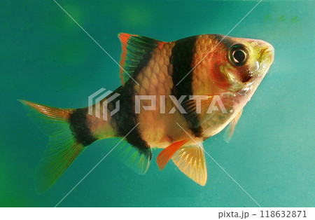 Beautiful small aquarium fish underwater. 118632871