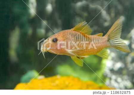 Beautiful small aquarium fish underwater. Beautiful small aquarium fish underwater. 118632875
