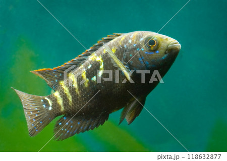 Beautiful small aquarium fish underwater. Beautiful small aquarium fish underwater. 118632877