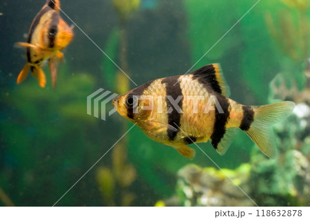 Beautiful small aquarium fish underwater. 118632878