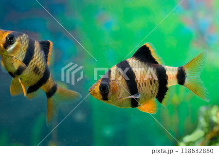Beautiful small aquarium fish underwater. Beautiful small aquarium fish underwater. 118632880