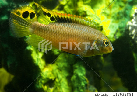 Beautiful small aquarium fish underwater. 118632881