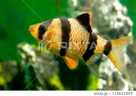 Beautiful small aquarium fish underwater. Beautiful small aquarium fish underwater. 118632883