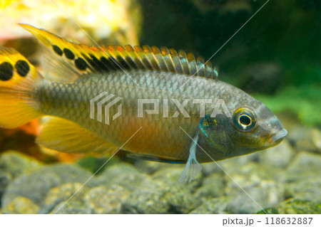 Beautiful small aquarium fish underwater. 118632887