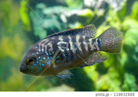 Beautiful small aquarium fish underwater. 118632888