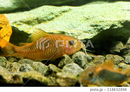 Beautiful small aquarium fish underwater. Beautiful small aquarium fish underwater. 118632898