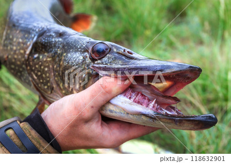 Fishing. Large pike in hands. 118632901