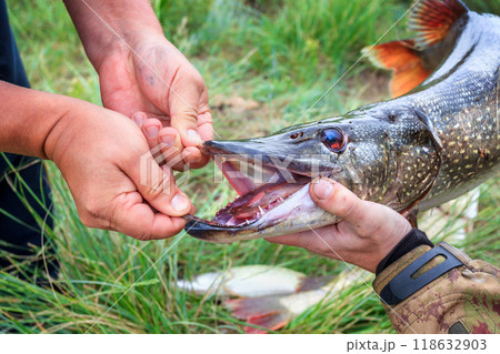 Fishing. Large pike in hands. Fishing. Large pike in hands. 118632903