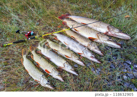 Fishing. Large pike in hands. 118632905