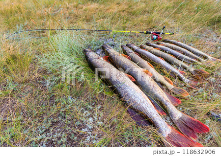 Fishing. Large pike in hands. 118632906