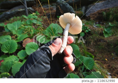 Blocked wild mushrooms on a green meadow Blocked wild mushrooms on a green meadow 118632990