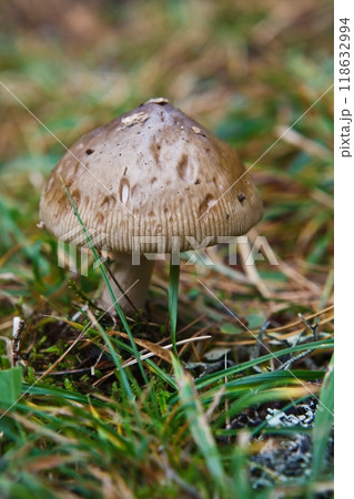 Blocked wild mushrooms on a green meadow Blocked wild mushrooms on a green meadow 118632994