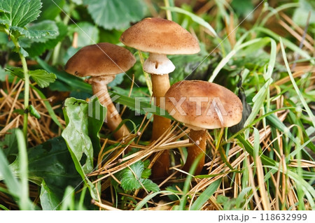 Blocked wild mushrooms on a green meadow Blocked wild mushrooms on a green meadow 118632999