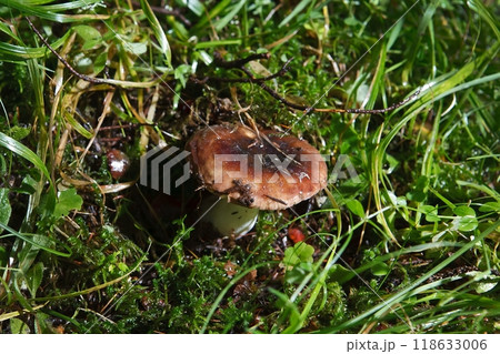 Blocked wild mushrooms on a green meadow 118633006